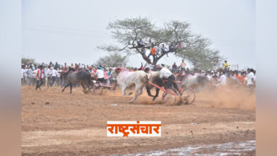 Maharashtra Kesari Bulldog Race