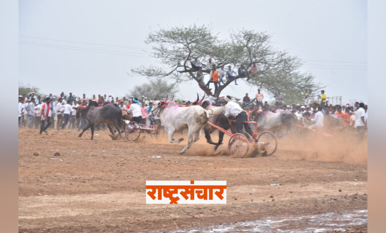 Maharashtra Kesari Bulldog Race