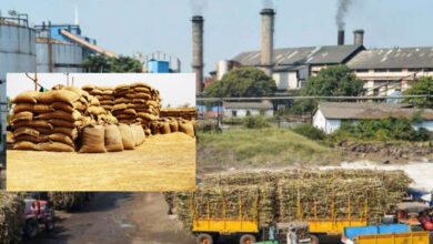 sugar export