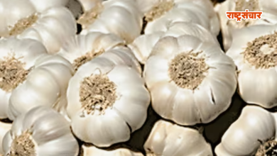 garlic price high