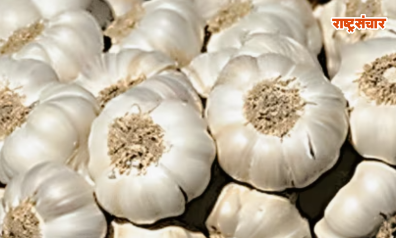 garlic price high