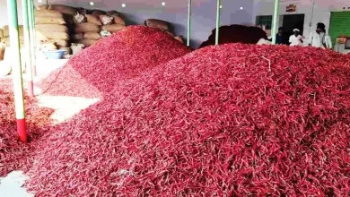 Nanded Dharmabad red chili Price down