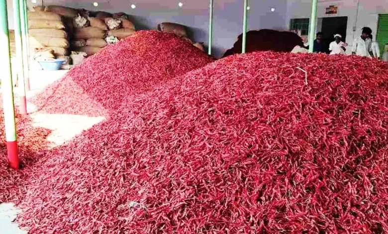 Nanded Dharmabad red chili Price down